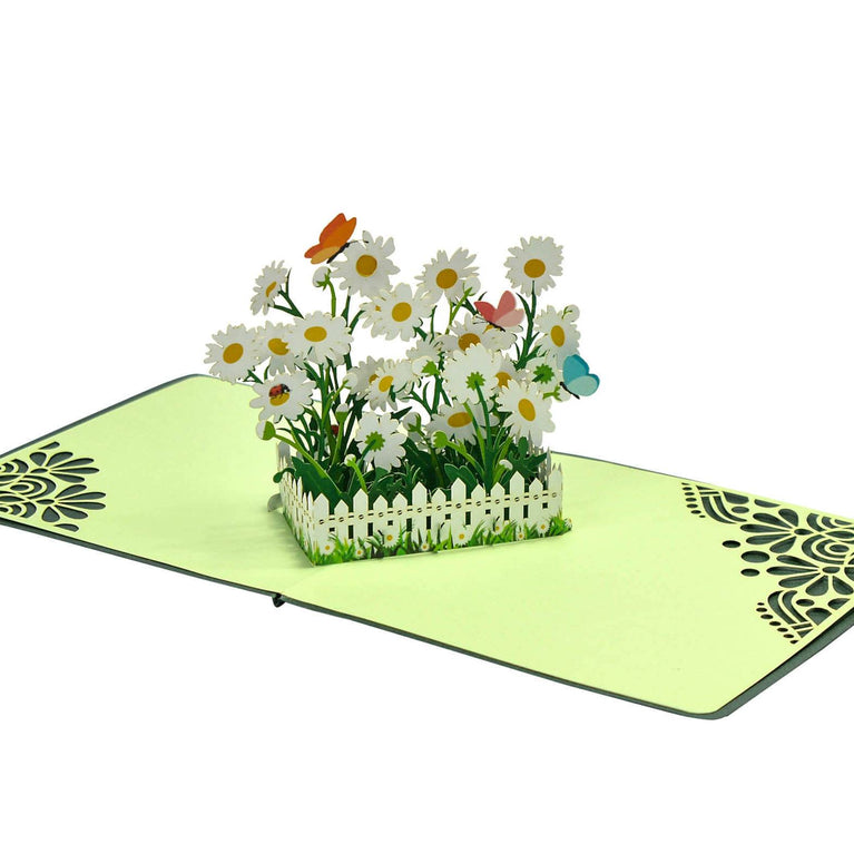 Daisy Bushes (Olearia) Hedge Plant Flower 3D Pop Up Card