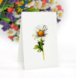 Birthday Card Pop Up, 6"x8", Mothers Day, 3D Greeting Paper Flower Card (Bouquet of Daisy)