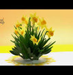 Daffodils Flower Pop Up Card