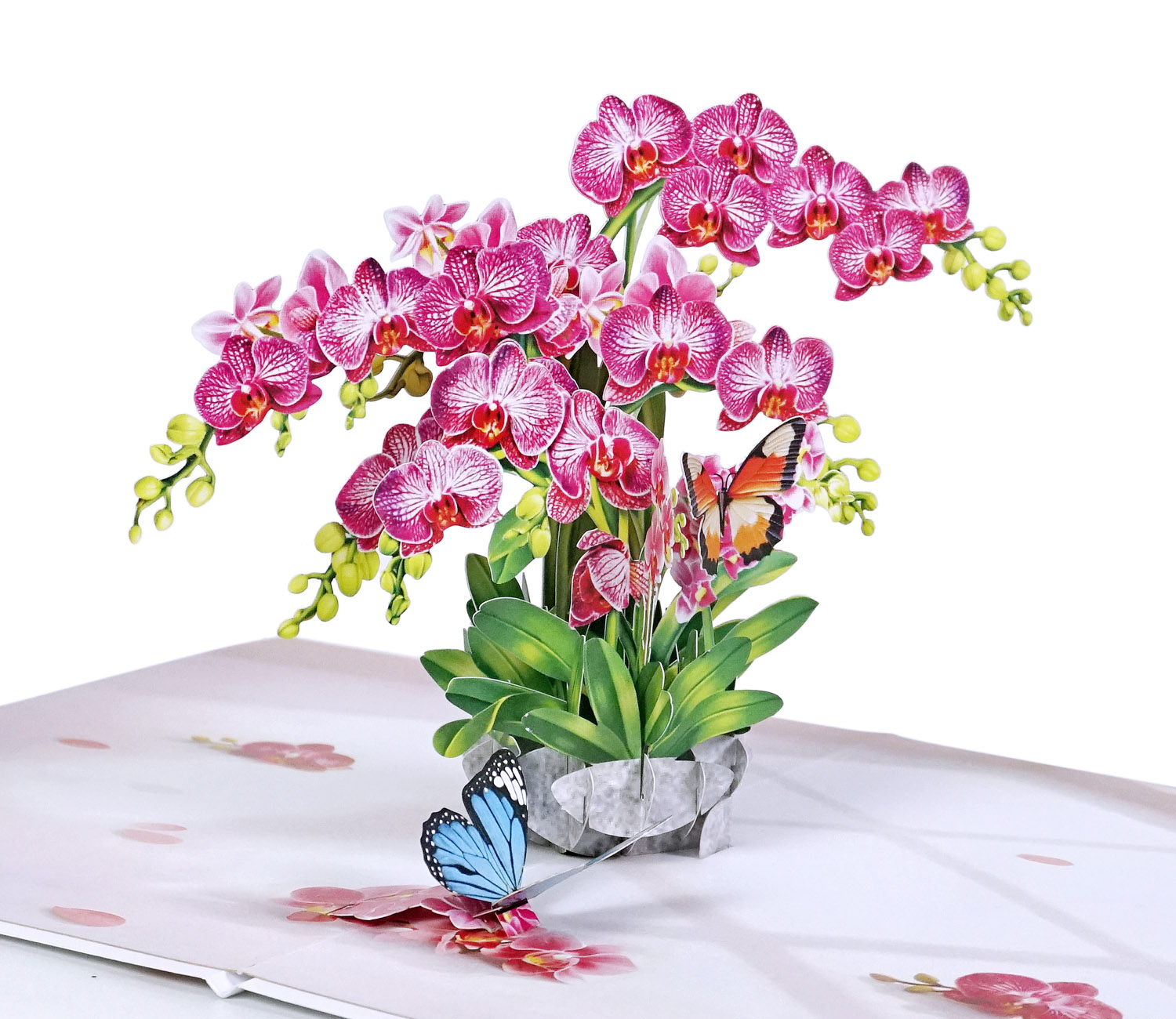 Pink-Phalaenopsis -Orchids-for-Mother’s Day-01