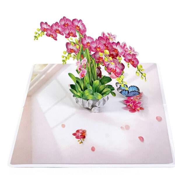 Pink-Phalaenopsis -Orchids-for-Mother’s Day-02