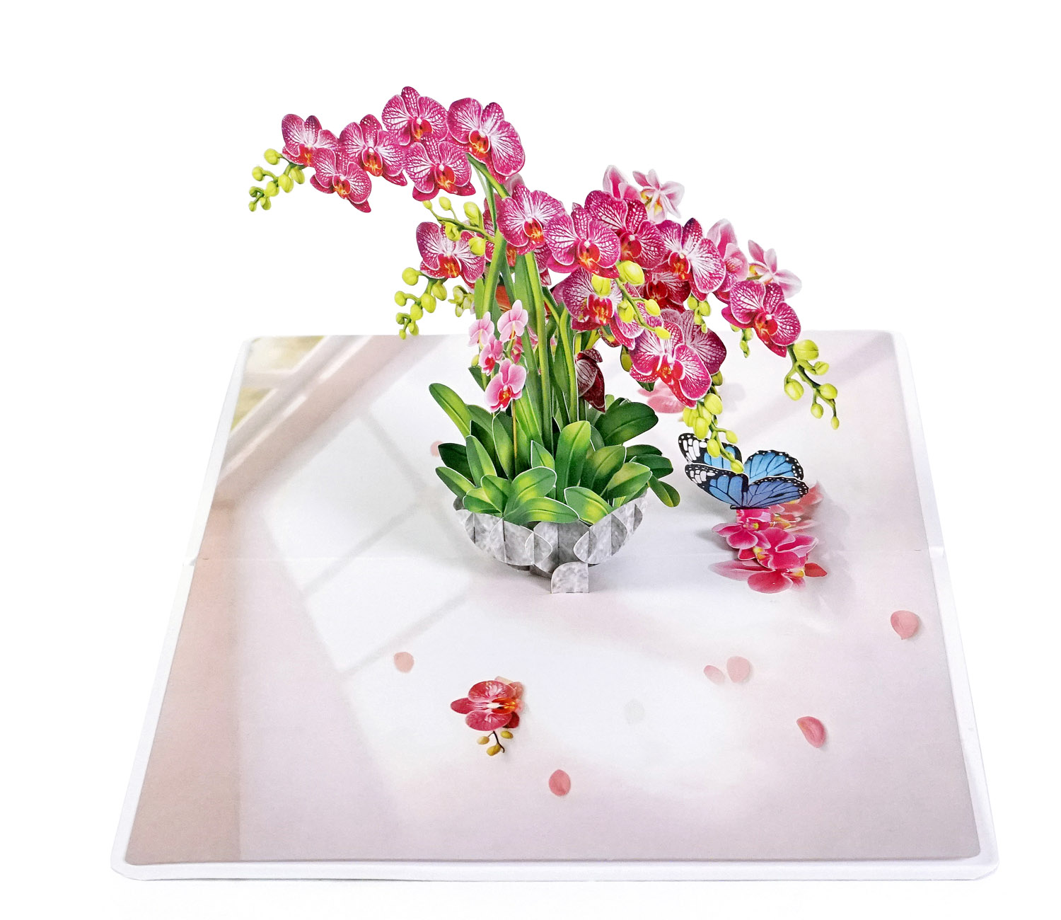 Pink-Phalaenopsis -Orchids-for-Mother’s Day-02