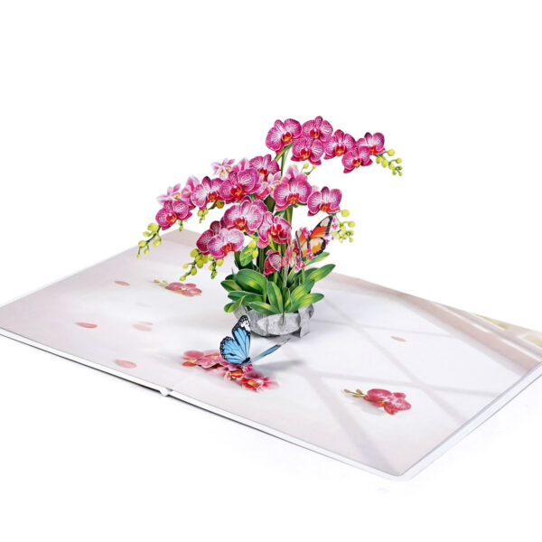 Pink-Phalaenopsis -Orchids-for-Mother’s Day-04