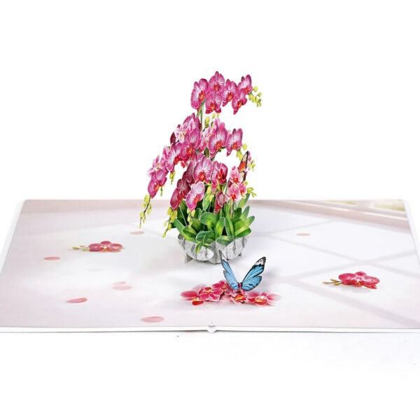 Pink-Phalaenopsis -Orchids-for-Mother’s Day-05